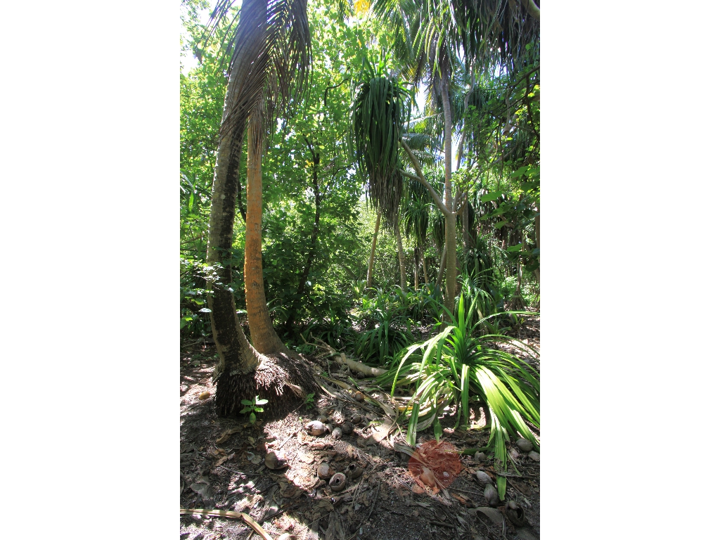 2010-10-24 07-21-15 - Maldives 2010 IMG_6120 2010-10-24 07-21-15 - Maldives 2010 IMG_6120